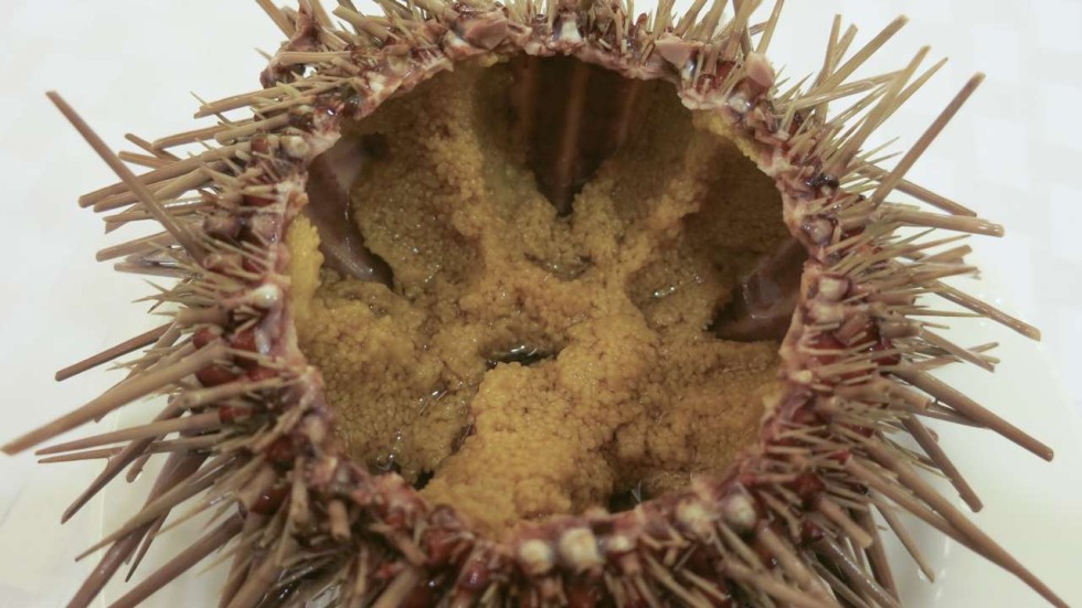 Dalian dining is all about abalone, sea cucumbers and sea urchins 5