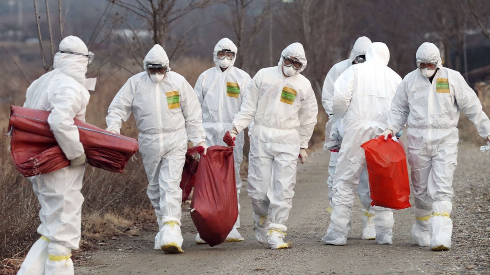Watch Flu Bird Horror Online Facebook