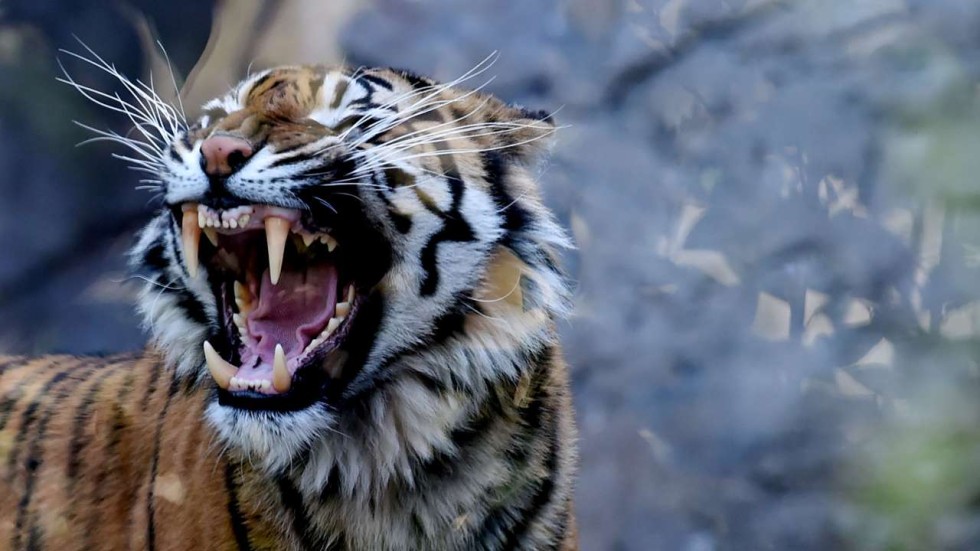 Sumatran tiger attacks group of five after nightfall 