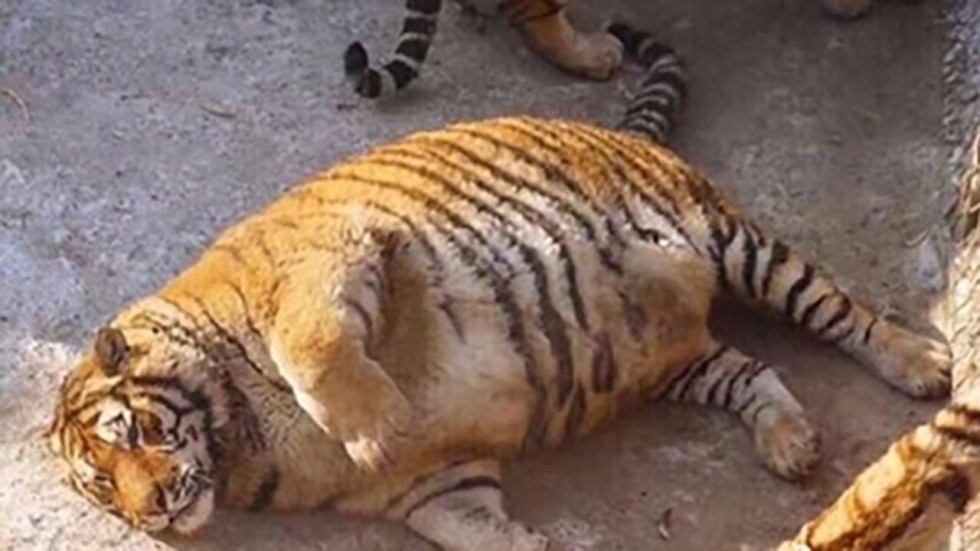 obese siberian tigers in china zoo raise giggles but also health