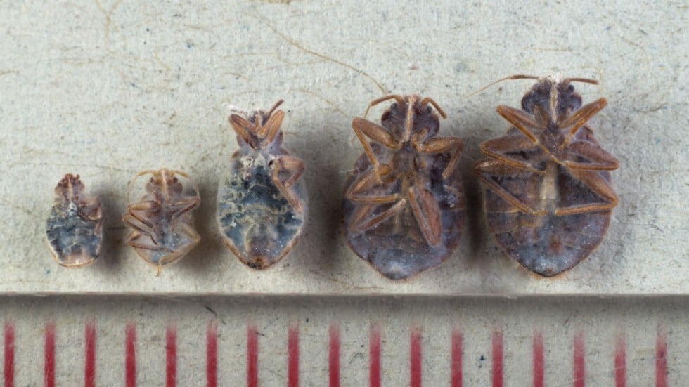bed bugs bug dead scale hong kong epidemic china verge major close south millimetres tai po below