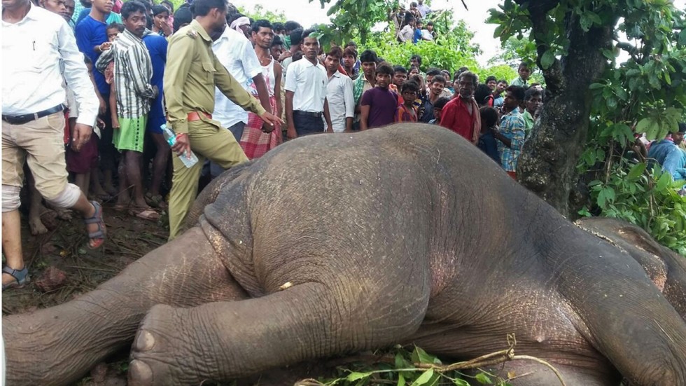 Hunter Fells Rogue Elephant That Killed 15 People In India South Agence France Presse