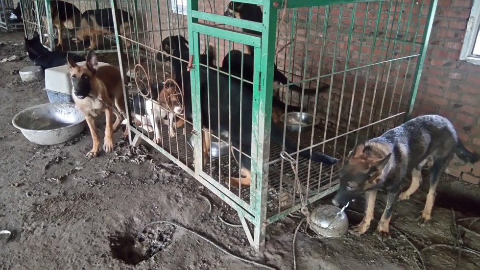Chinese police smash dog-meat gang that stole pet canines ...
