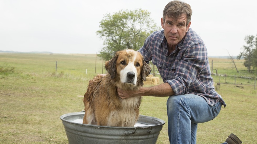 Film Review A Dog S Purpose Canine Soul Poses