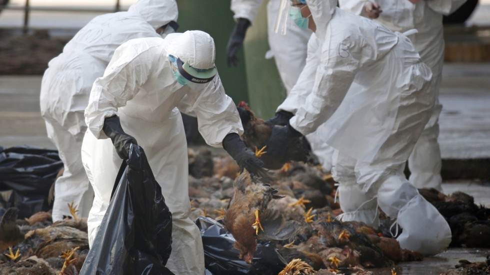 New strain of bird flu virus from China could cause global ...
