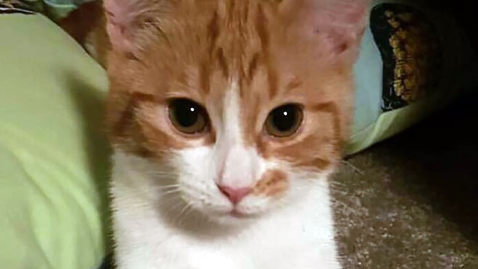 New Zealand Prime Minister S Cat New Zealand Prime Minister S Cat