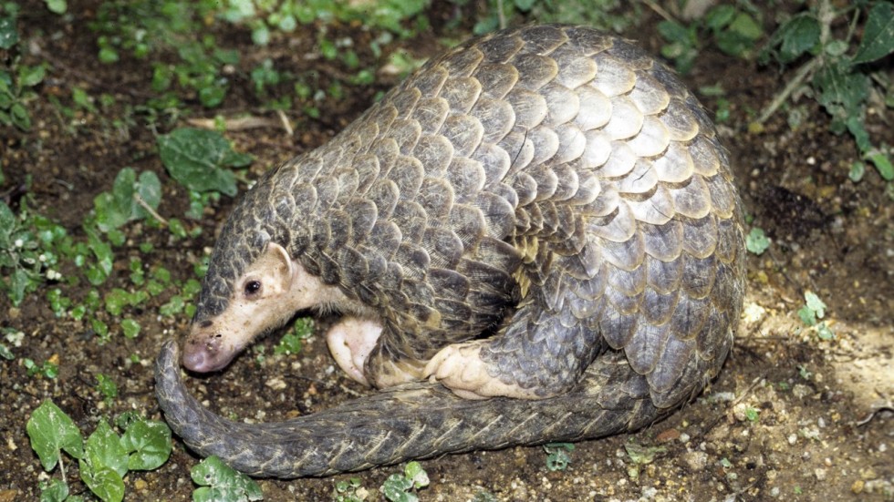 Ten of Hong Kong’s most endangered species, from animals hunted for TCM