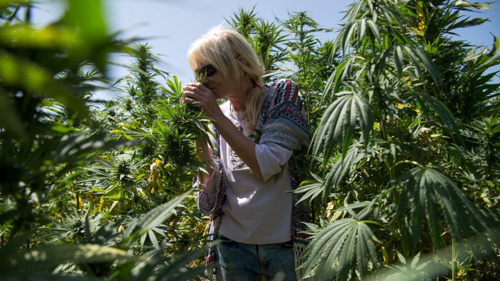 High times Morocco’s growing number of cannabis tourists