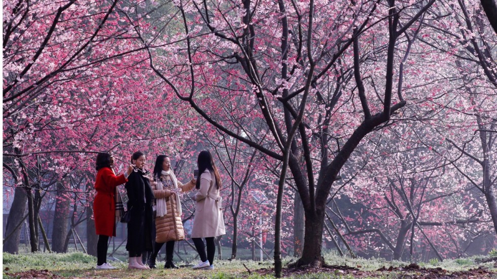 Chinese tourist slammed for climbing up tree to shake down cherry