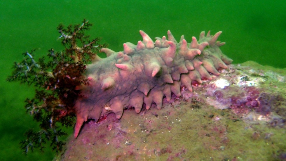 Chinese sea cucumber farmers count cost of deadly heatwave but for