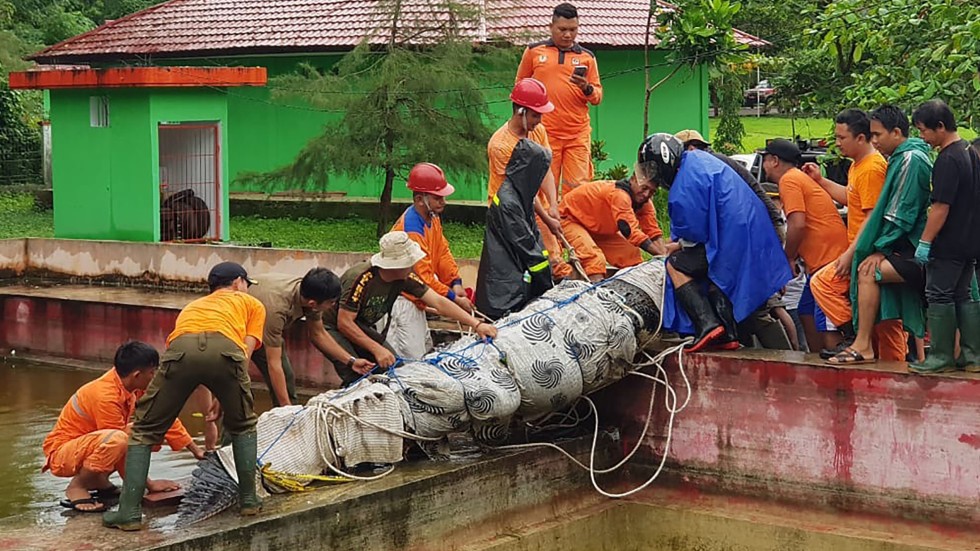 Indonesian woman eaten by 14-foot pet crocodile named ‘Merry’ after
