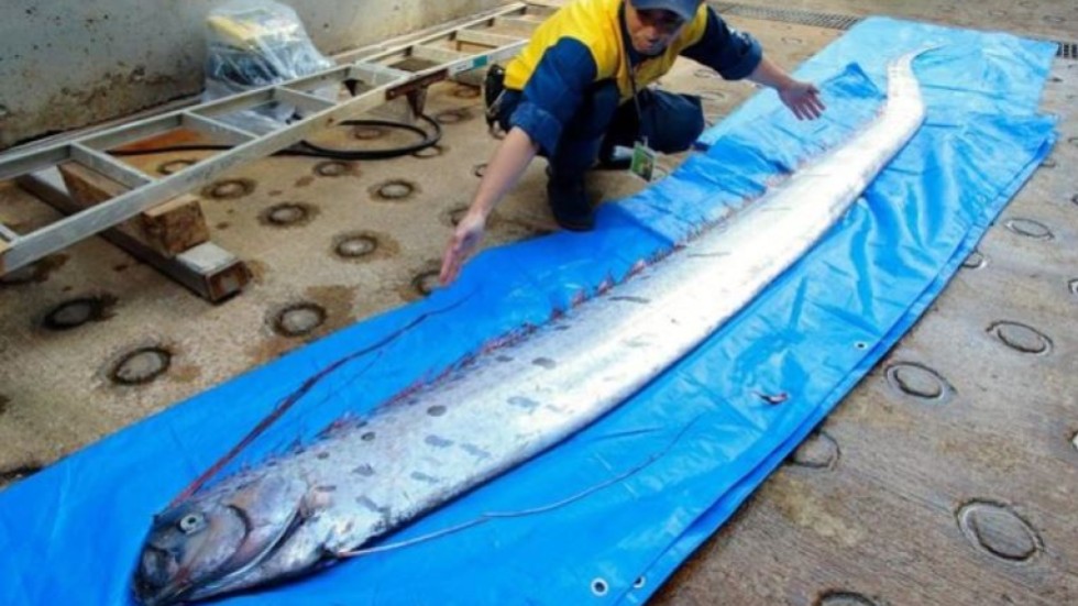 Japan earthquake, tsunami fears heighten after oarfish ...