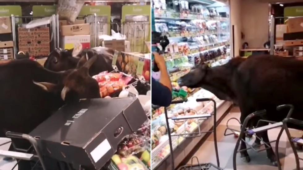 Cows go foraging in Lantau Island supermarket, which Hong Kong animal