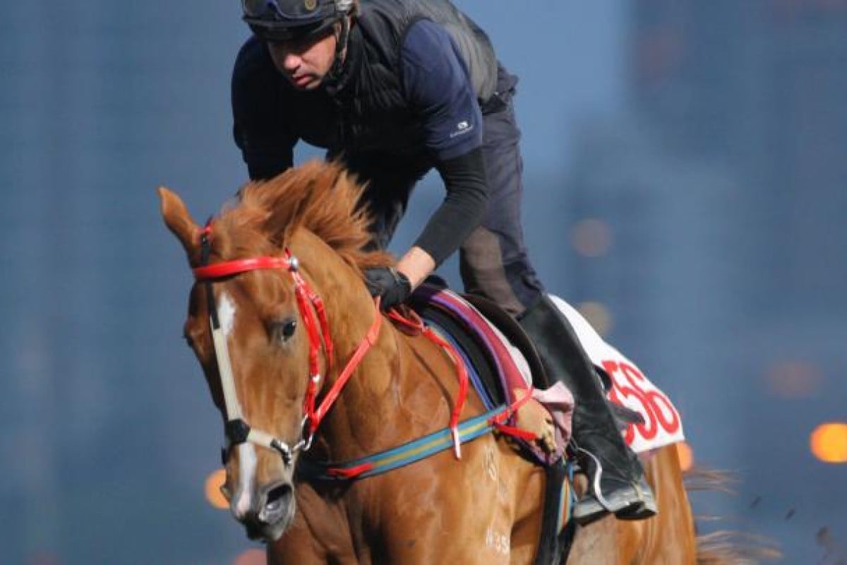 It Has To Be You has a gallop on the all-weather track at Sha Tin on Thursday. Photo: Kenneth Chan