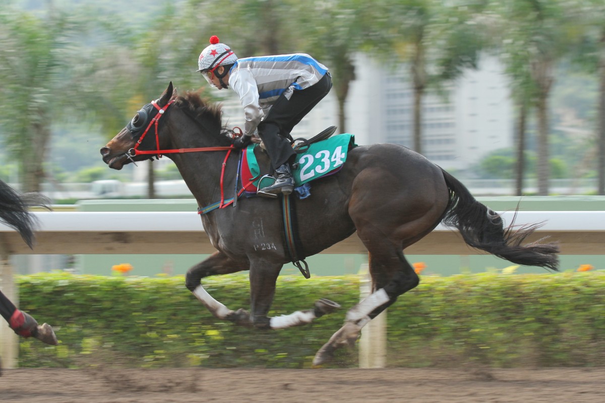 Golden Addiction is a safe banker for Tuesday's Triple Trio. Photo: Kenneth Chan