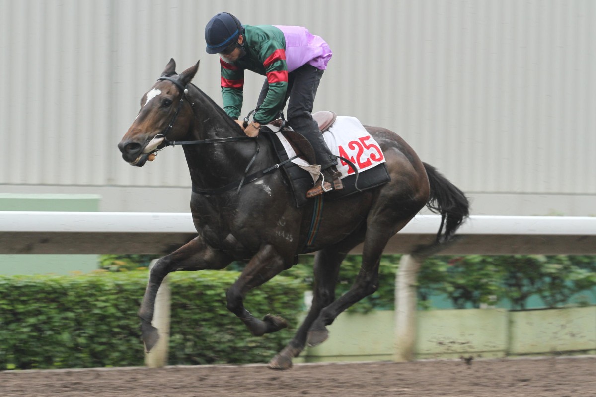 Green Manner has yet to finish first past the post, although he is officially a winner, but he gets his opportunity to get his head in front today at Sha Tin. Photo: Kenneth Chan