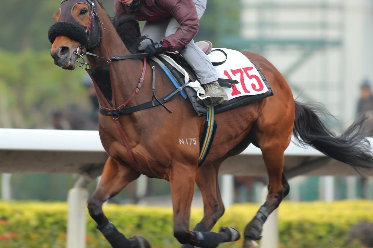 Military Attack, pictured galloping on the all-weather track at Sha Tin, is among five of John Moore's runners in the Gold Cup. Photo: Kenneth Chan
                        