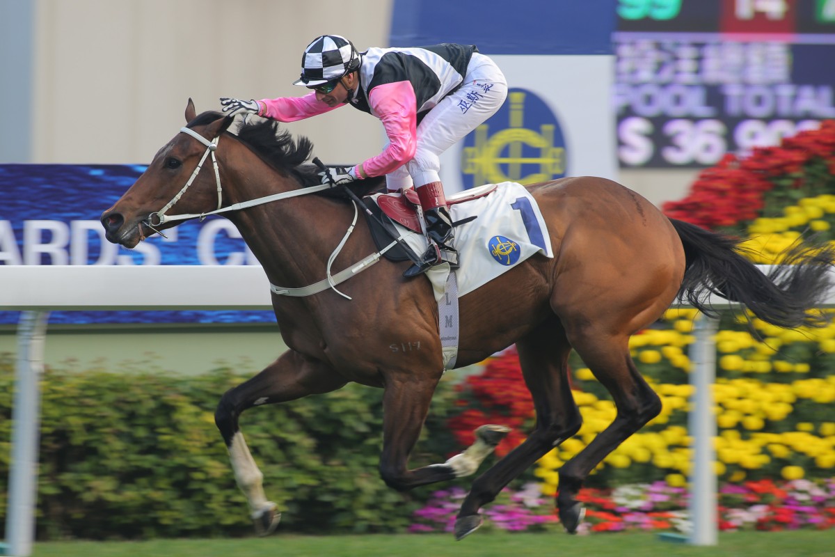 Tony Cruz says Beauty Flame has been improving and will run the distance in the Hong Kong Derby. Photo: Kenneth Chan