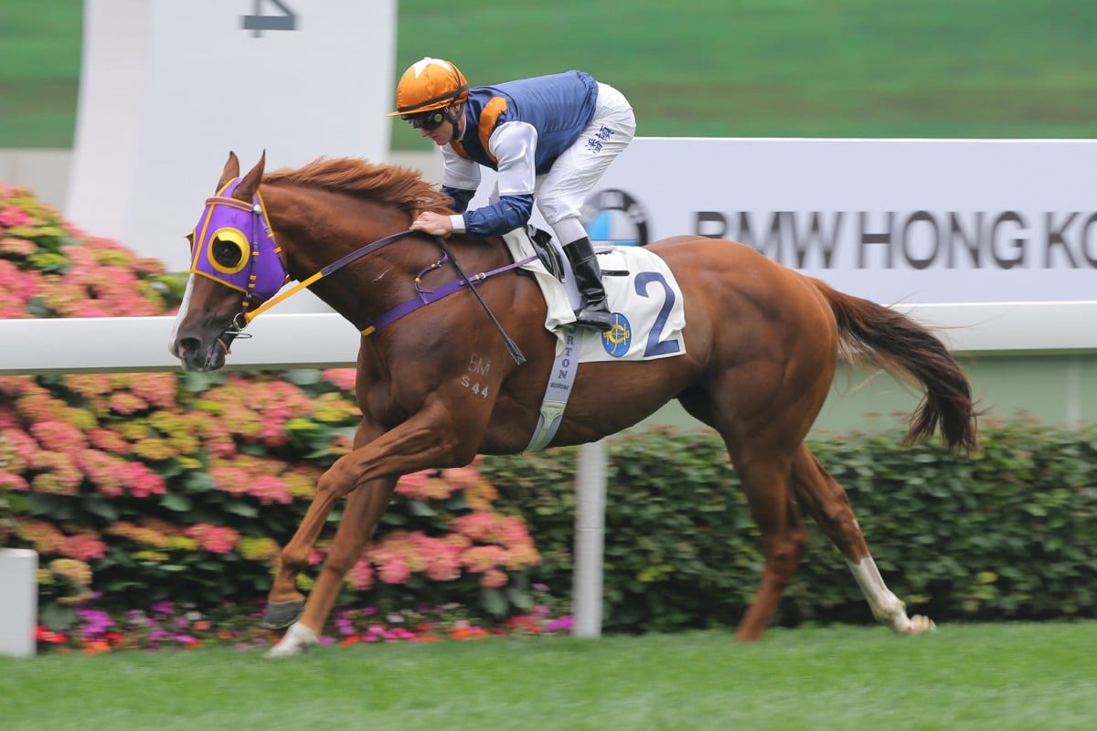 Numero Uno (Zac Purton) was an effortless winner at Sha Tin, but there should be other winners to emerge in the coming weeks from the race. Photo: Kenneth Chan