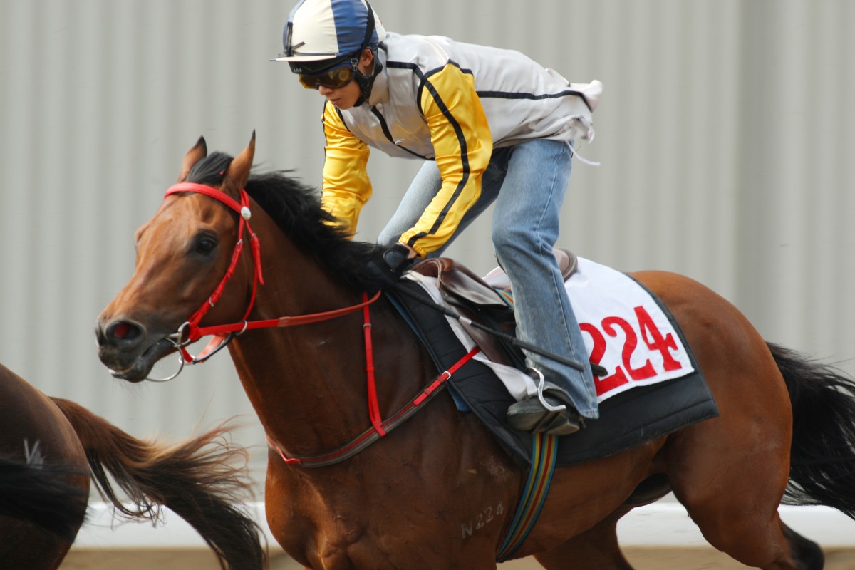 Golden Scalpel looks a reliable banker proposition in the middle leg on Sunday. Photo: Kenneth Chan