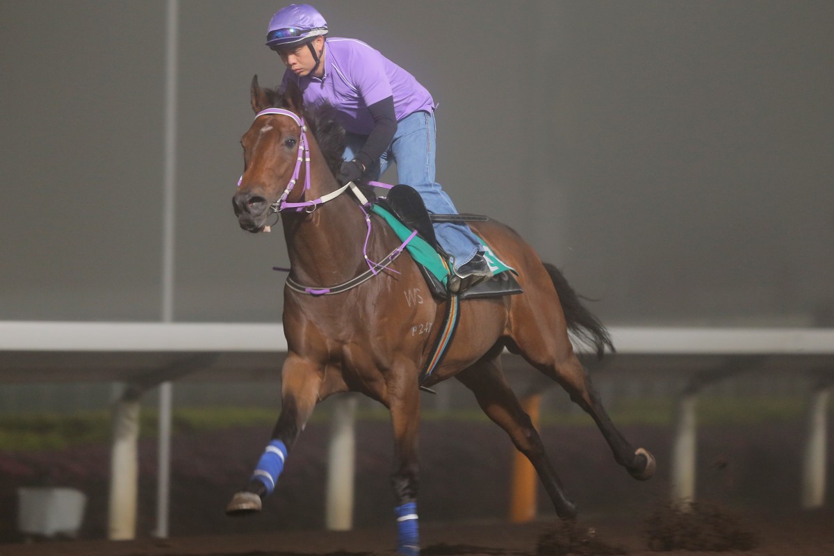 Island Garden hits out for some trackwork at Sha Tin. Photo: Kenneth Chan  