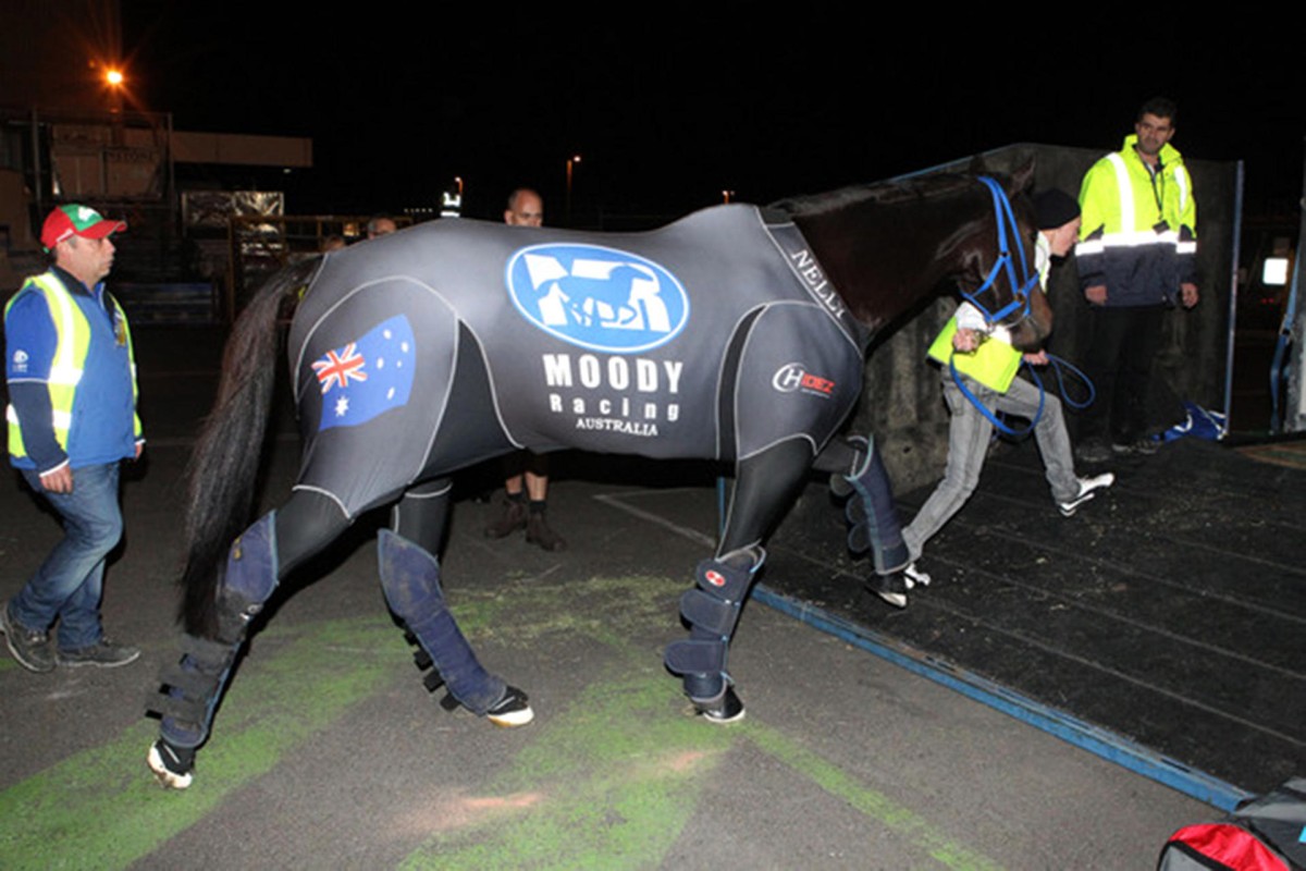 Black Caviar wore a special compression suit for her 30-hour trip to England in 2012. Photos: SMP Pictures