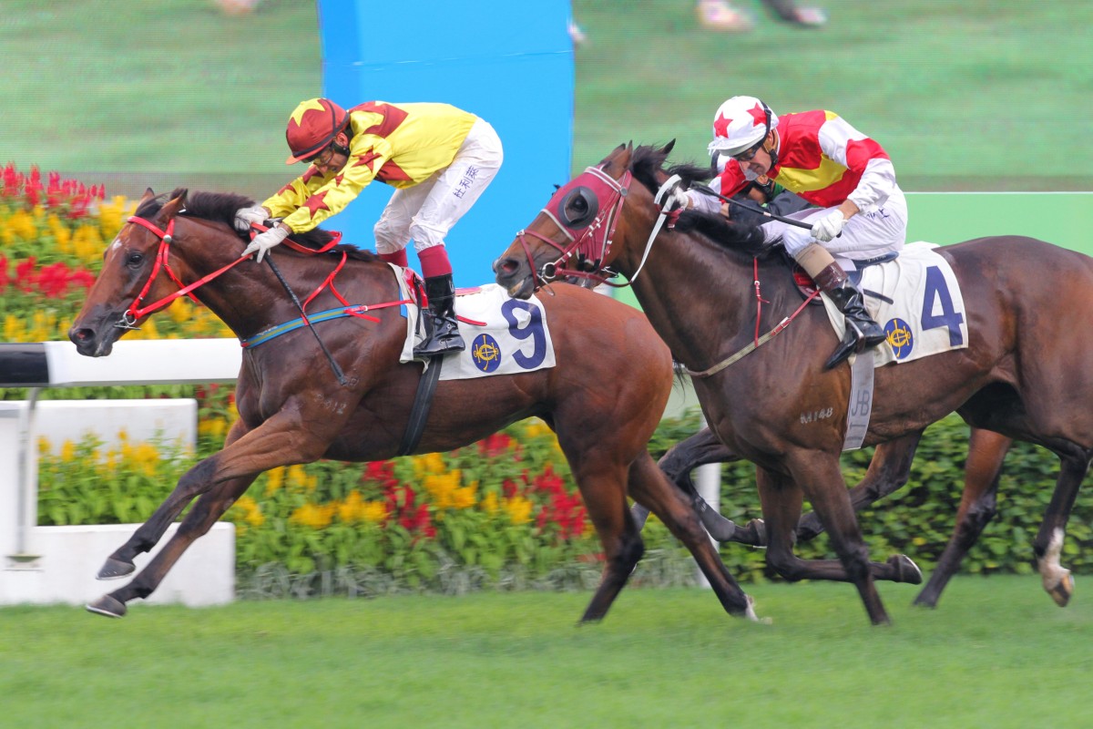 Olivier Doleuze drives Sichuan Vigour over the line to win race 11 at Sha Tin. Photo: Kenneth Chan