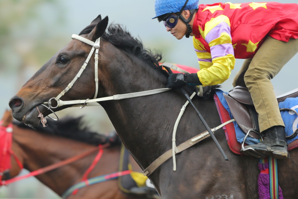 Zaidan, ridden by Keith Yeung Ming-lun, in a trial over 1,200m on the all-weather track at Sha Tin. Photo: Kenneth Chan