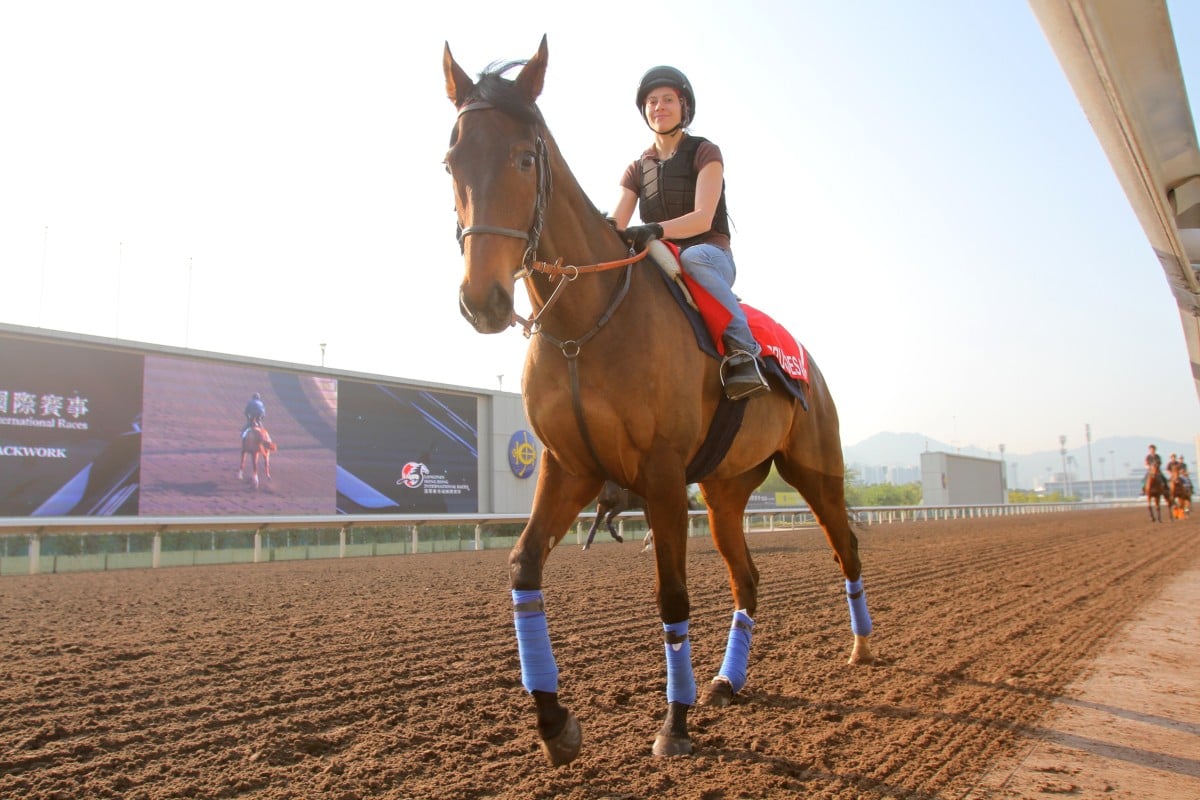 Cirrus des Aigles returns to Sha Tin for the sixth time as he looks to run in the Hong Kong Cup for the fourth time. Photo: Kenneth Chan