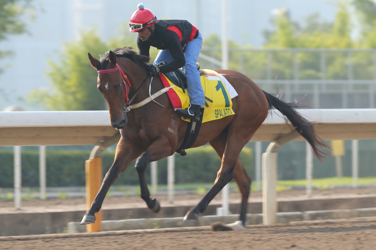 Spalato has looked in good order since pulling up lame after the Jockey Club Sprint. Photo: Kenneth Chan