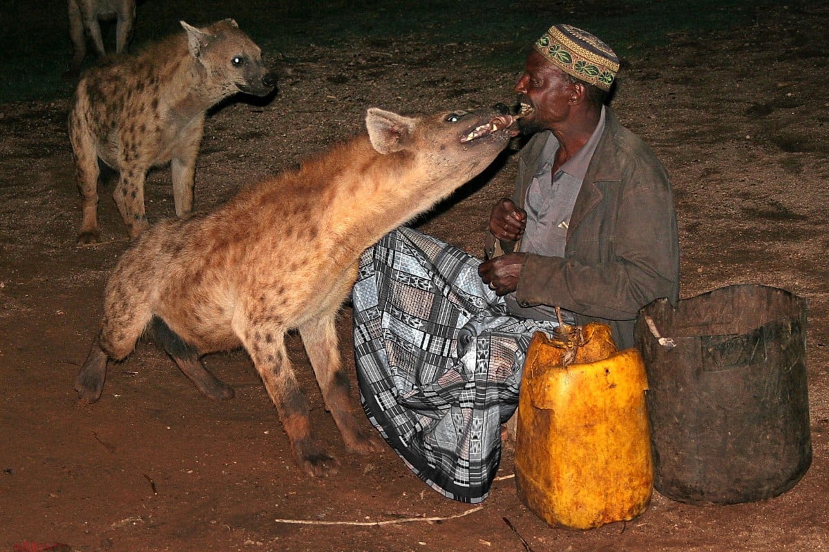 Harar: ancient Ethiopian city that reveres 'magical' hyenas | Post ...