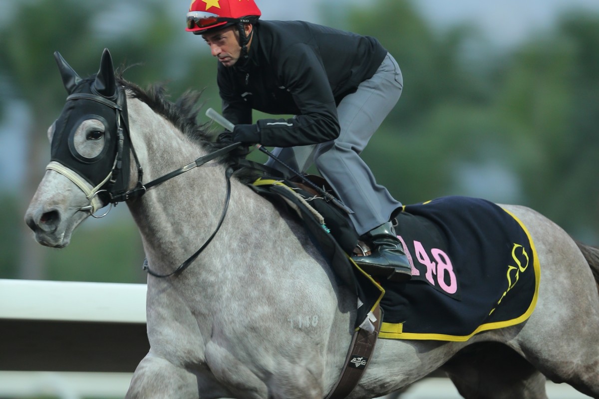 Giant Treasure, ridden by Douglas Whyte, gallops on the all weather track at Sha Tin. Photos: Kenneth Chan