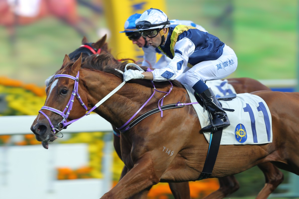 Joao Moreira piloted stayer-in-the-making Redkirk Warrior to an impressive win over 1,600m at Sha Tin on February 1 that took the horse's rating to 87. Photos: Kenneth Chan
