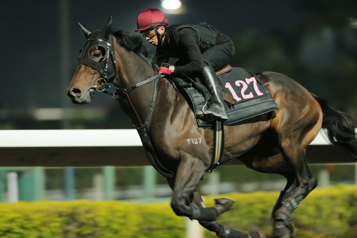 Savvy Nature in training last month. Photo: Kenneth Chan