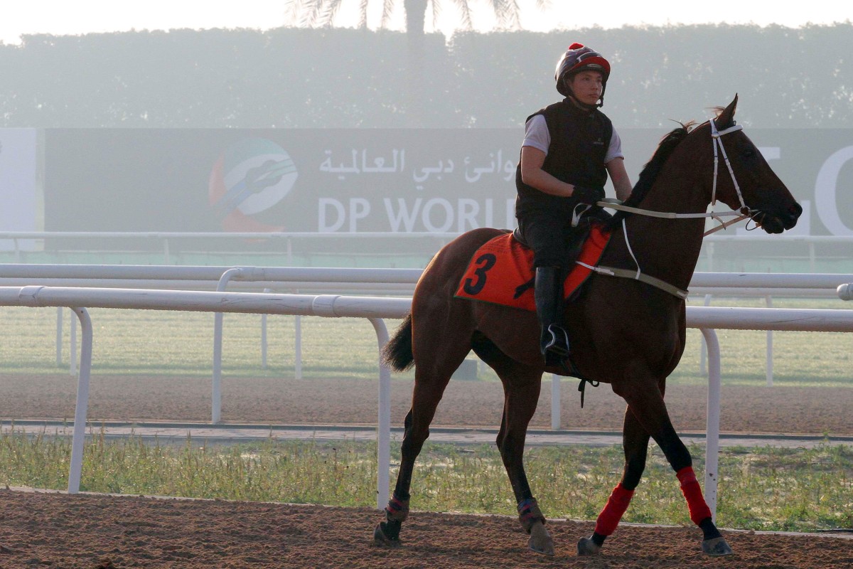 Peniaphobia heads onto the Meydan dirt on Thursday morning. Photo: Kenneth Chan
