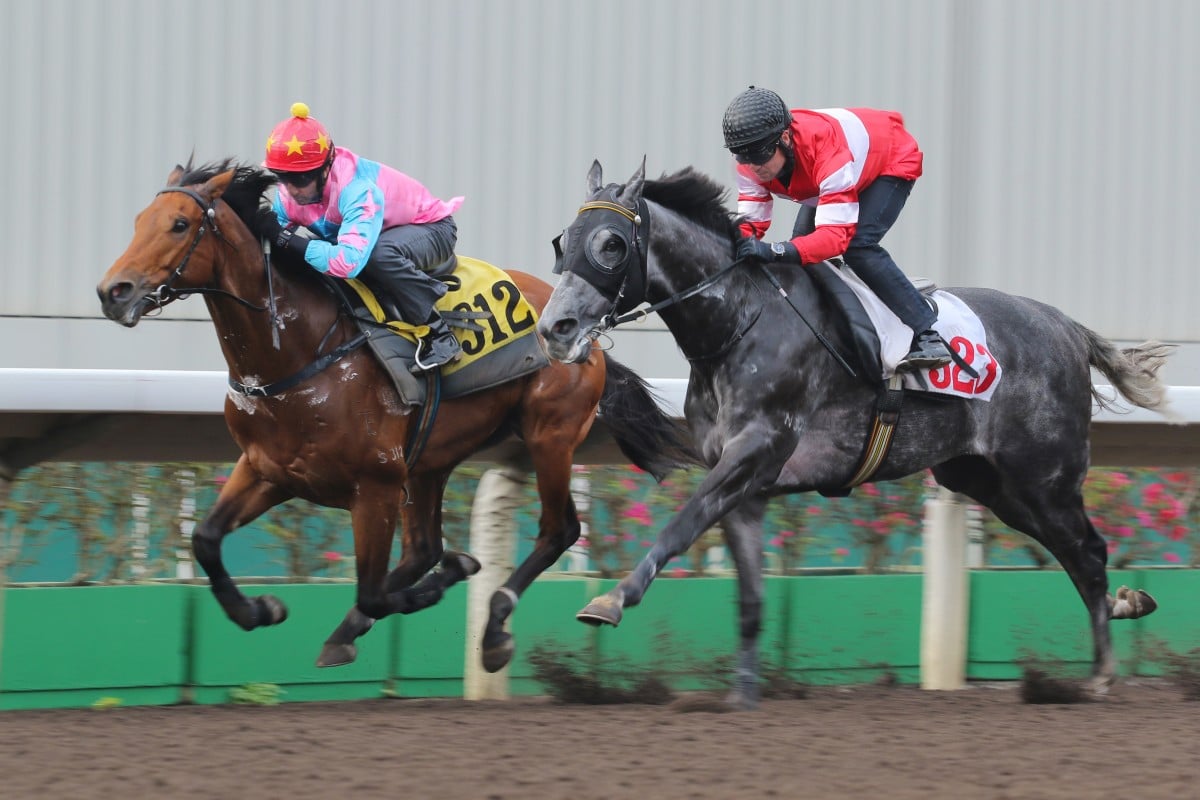 Apollo's Choice (Douglas Whyte) has the better of the grey Level Player (Andreas Suborics) in a dirt trial at Sha Tin on Tuesday. Photo: Kenneth Chan 