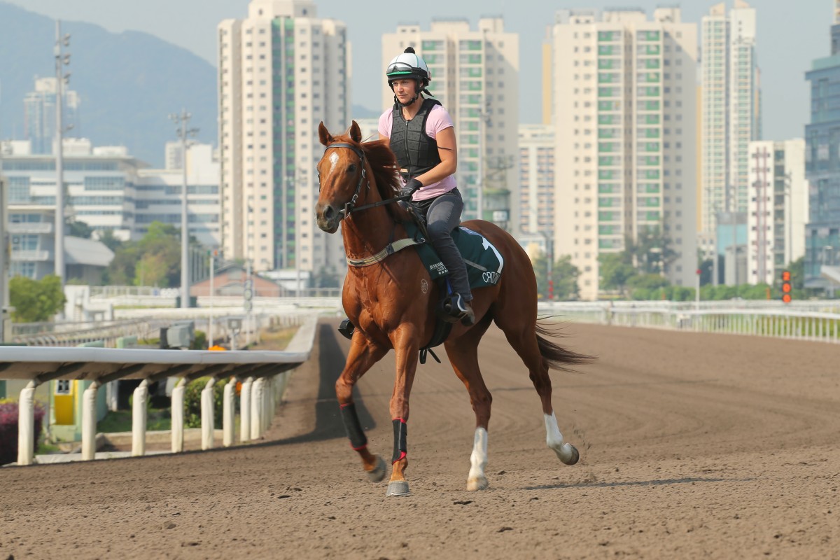 Criterion has arrived in good order, as he showed in a trot on the all-weather track on Thursday morning, but would you be tempted to take $2.20 about him for the QE II Cup? Photo: Kenneth Chan