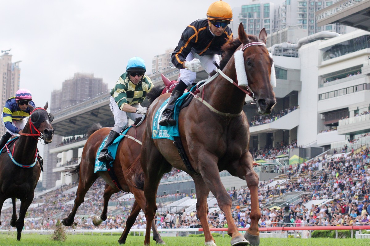 Able Friend could clash with stablemate Designs of Rome at the Sha Tin Trophy. Photo: Kenneth Chan 