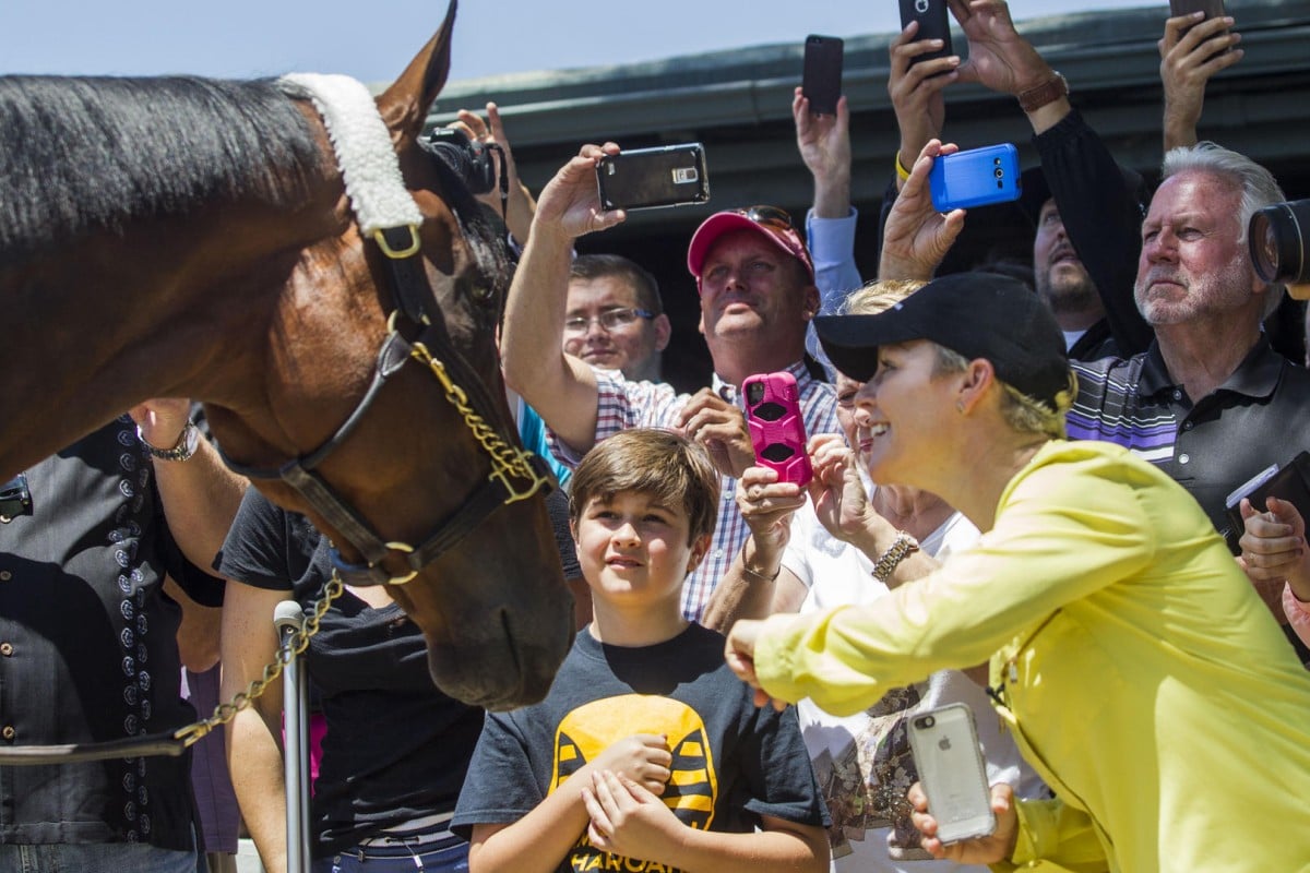 Triple Crown champion American Pharoah will race for the last time at the  US$5 million Breeders' Cup Classic. Photos: AP