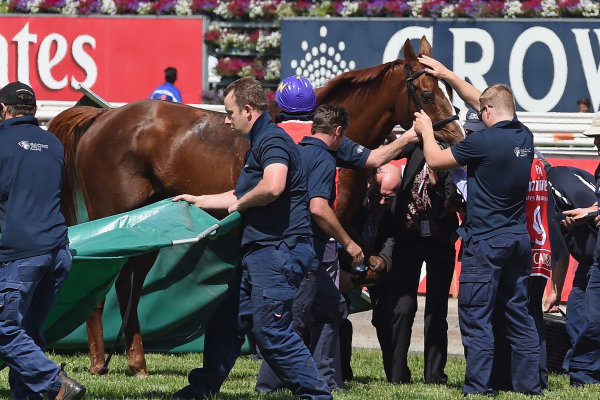 Vets attend to Hong Kong-owned horse Red Cadeaux after he broke down before the end of the Melbourne Cup at Flemington. Photo: AP