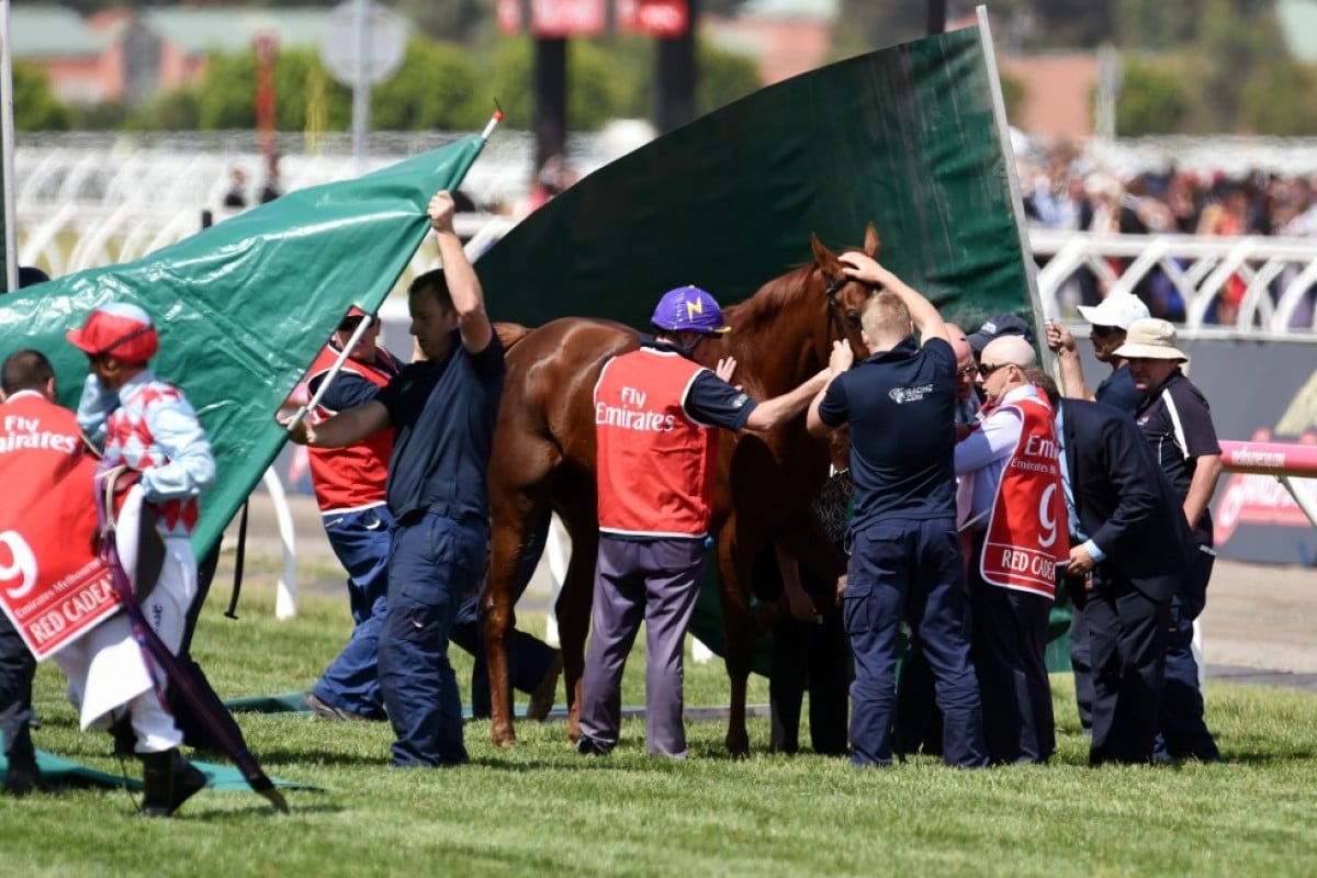 Screens go up around Hong Kong favourite Red Cadeaux as it fails to finish the Melbourne Cup at Flemington Racecourse. Photo: EPA