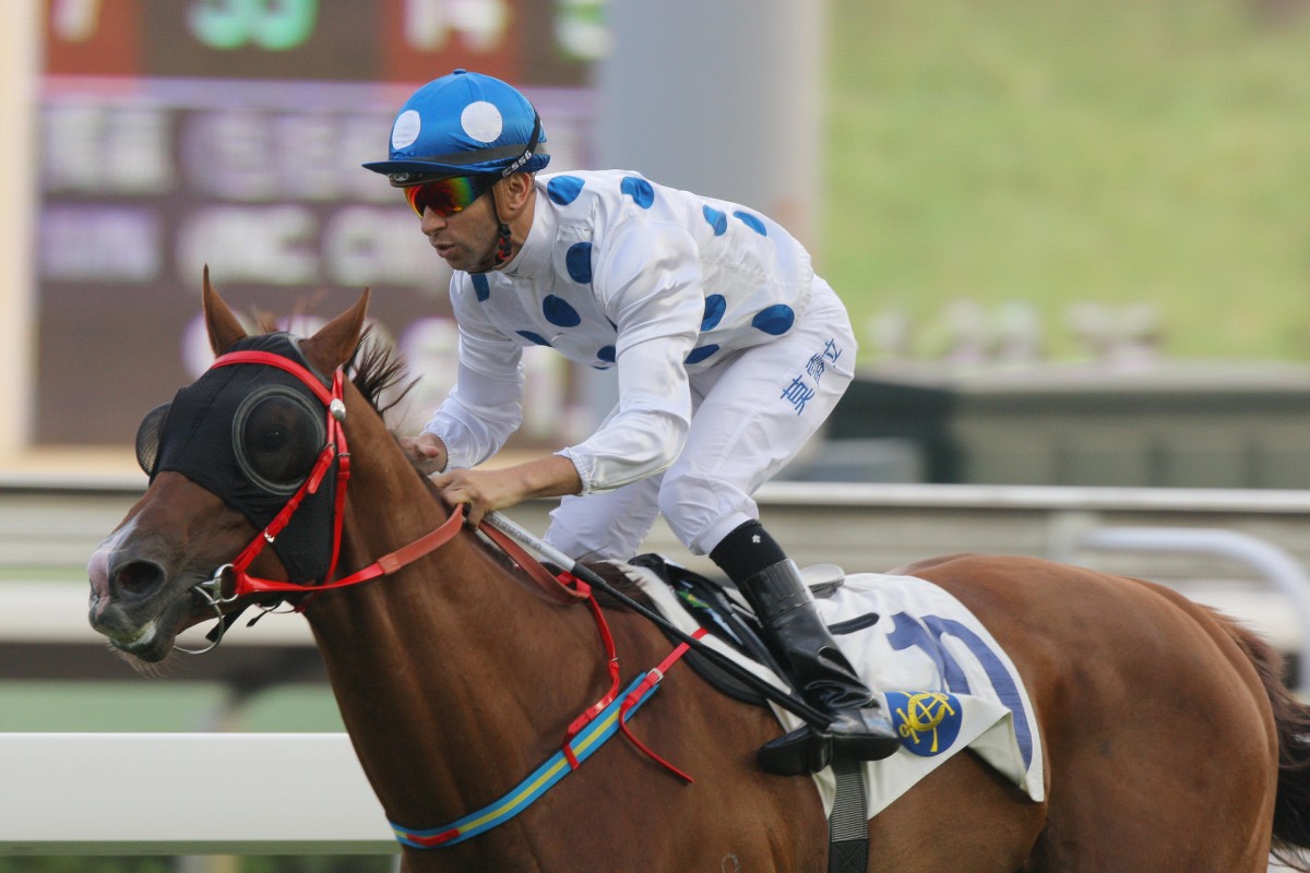 Contentment is unbeaten over the Sha Tin 1,400m, including a win in the Celebration Cup. Joao Moreira jumps back aboard today for the first time since the Sha Tin Trophy. Photos: Kenneth Chan