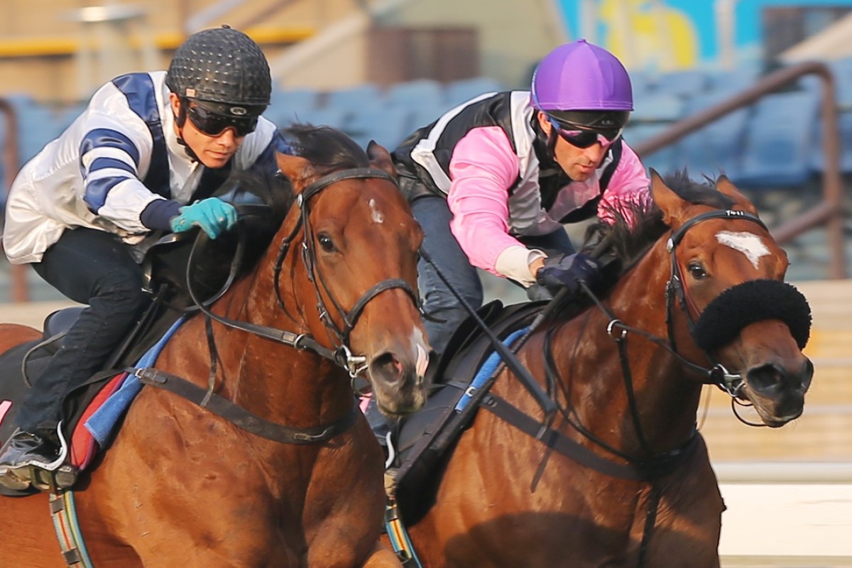 Beauty Prince (right), pictured in a trial in late October, caught the eye on the undercard of Sunday’s international meeting. Photo: Kenneth Chan