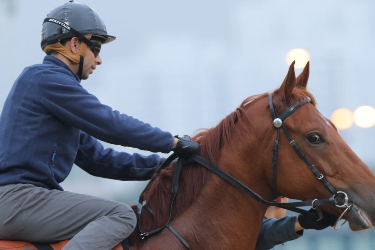 Molly’s Jade Star has been close to breaking through, but gets his best chance yet on Sunday. Photo: Kenneth Chan