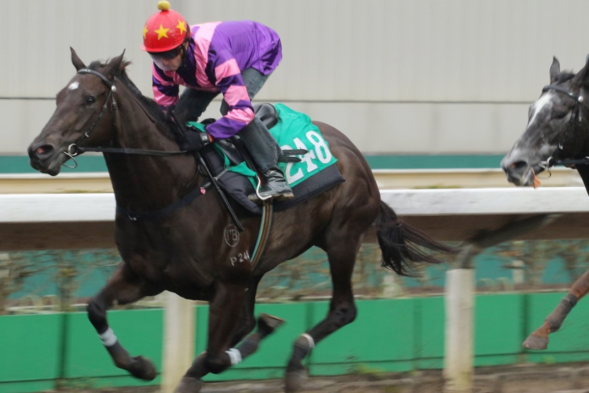 Rad, ridden by Douglas Whyte, has a work out on the all-weather track at Sha Tin. Photos: Kenneth Chan