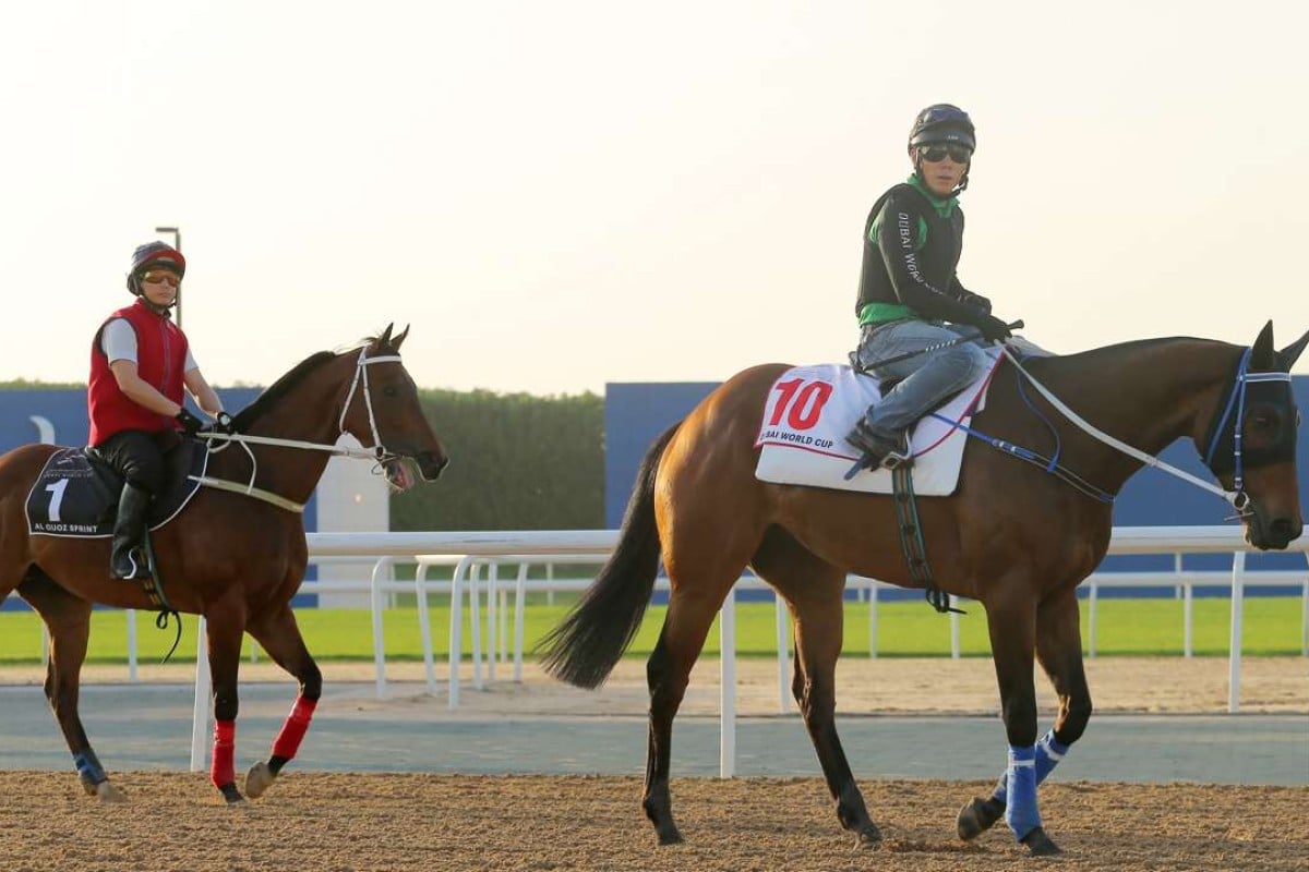 Gun Pit (right) and Peniaphobia go back to stable after gallop on the Meydan track in Dubai. Photos: Kenneth Chan