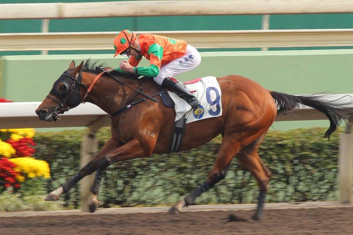Ho Lee Horse wins impressively two starts ago with Chad Schofield aboard. Photo: Kenneth Chan