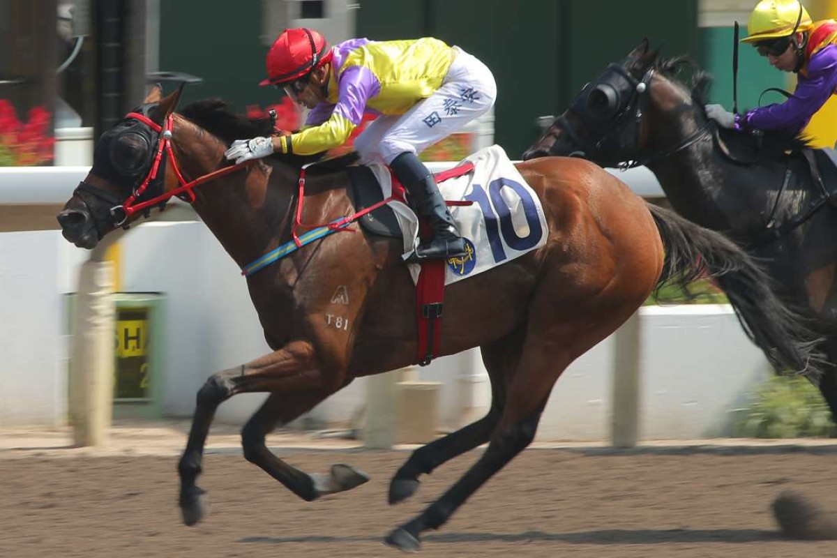 Modern Fortune has been very consistent over 1,200m on the Sha Tin all-weather track and can act as banker in the opening leg. Photo: Kenneth Chan