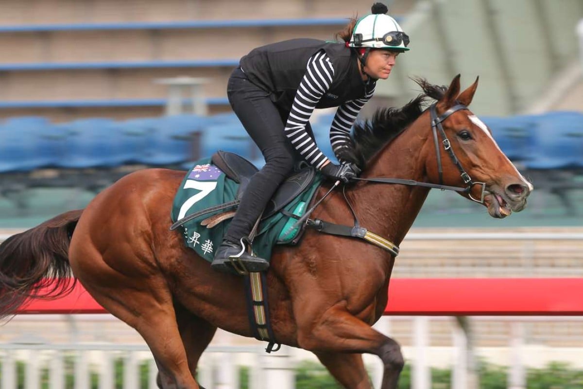 Rising Romance galloping on the turf at Sha Tin. Photos: Kenneth Chan