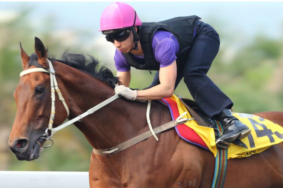 Matthew Chadwick puts Peniaphobia through his paces on the Sha Tin all-weather track on Thursday morning. Photo: Kenneth Chan